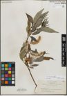 Foto von Salix lucida Muhl.